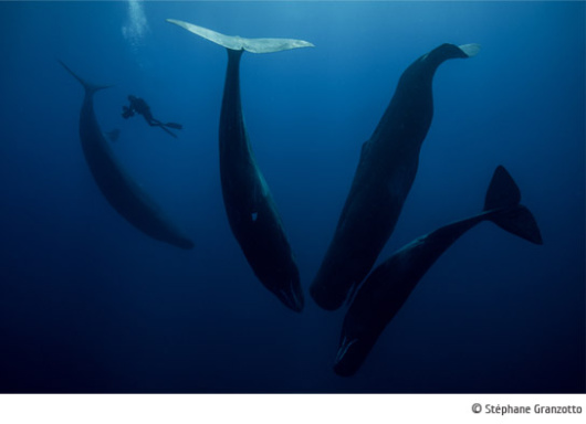 Exposition "CLIQUETIS" à Nasbinals