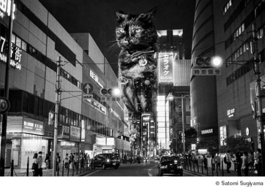 The Adventures of Tamarind and Bandit: 大猫物語 Bakeneko Monogatari, A photo exhibition by Satomi Sugiyama at The Icon