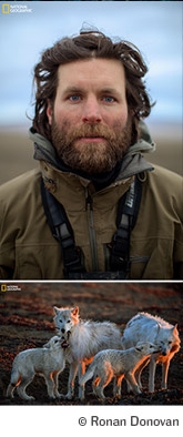 Wolves: Photography by Ronan Donovan to Exhibit at the National Museum of Wildlife Art