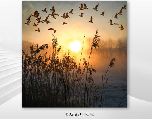 Saskia Boelsums announces latest solo exhibitioin