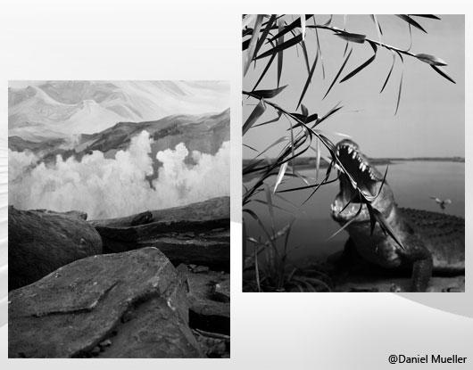Exposition Daniel Mueller : « Zoological Mystery Tour »