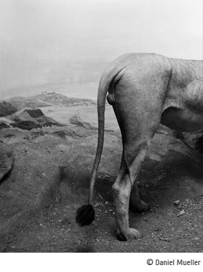 Exposition Daniel Mueller : « Zoological Mystery Tour »