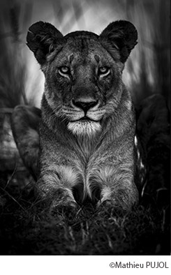 Mathieu PUJOL - Galerie photo à Toulouse