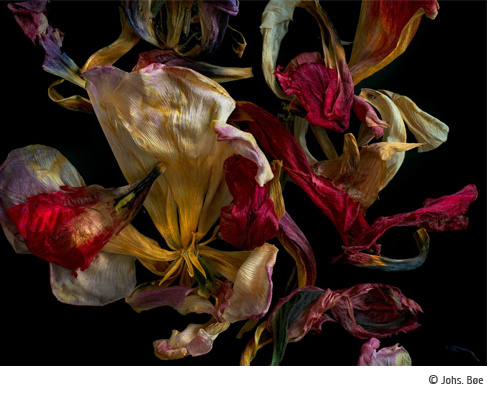 The last sigh of the wild rose and 19 other stories, Johs. Bøe